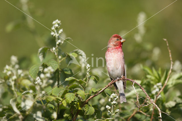 Roodmus (Carpodacus erythrinus)