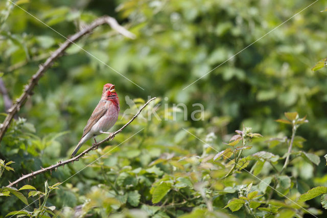 Roodmus (Carpodacus erythrinus)