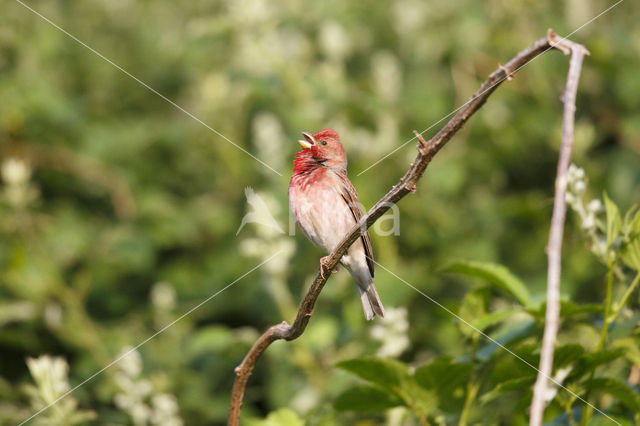 Roodmus (Carpodacus erythrinus)