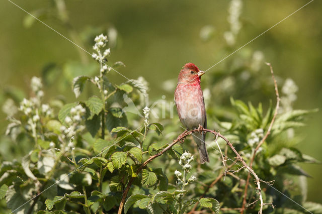 Roodmus (Carpodacus erythrinus)