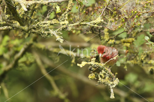 Roodmus (Carpodacus erythrinus)