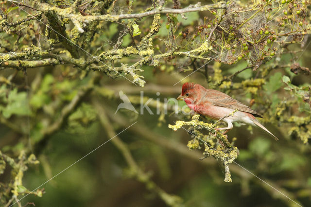 Roodmus (Carpodacus erythrinus)