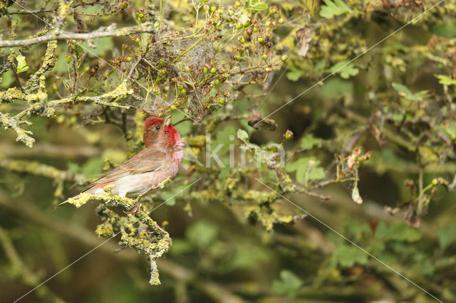 Roodmus (Carpodacus erythrinus)