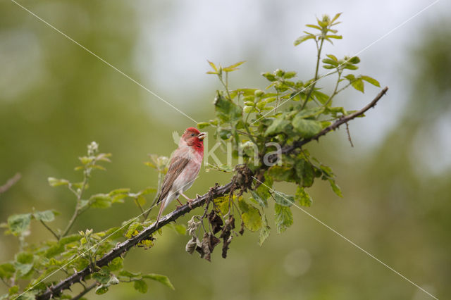 Common Rosefinch (Carpodacus erythrinus)