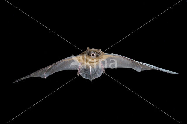 Noctule Bat (Nyctalus noctula)