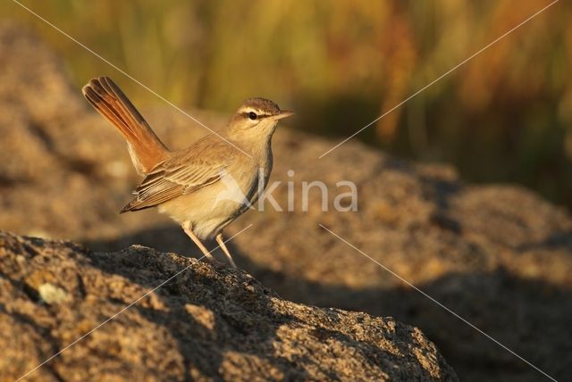 rufous bush robin (Cercotrichas galactotes)