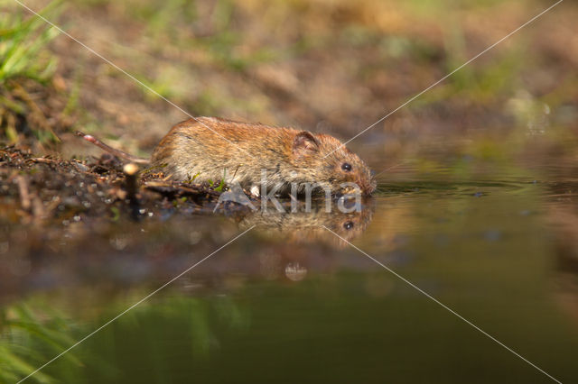 Rosse woelmuis (Clethrionomys glareolus)