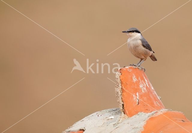 Western Rock-Nuthatch (Sitta neumayer)