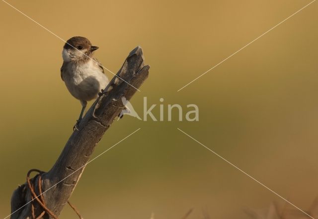 Rouwmees (Parus lugubris)