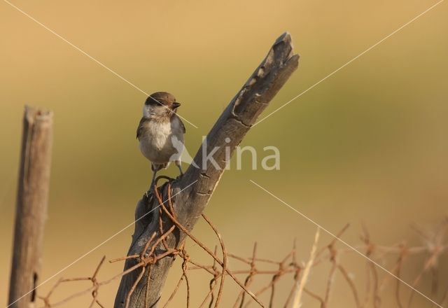 Rouwmees (Parus lugubris)