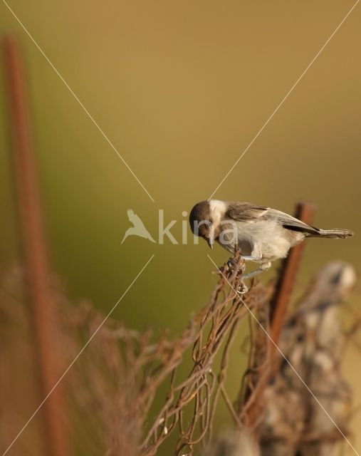 Sombre Tit (Parus lugubris)