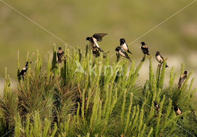 Rosy Starling (Sturnus roseus)