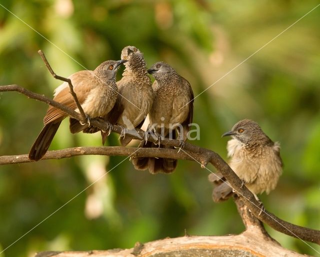 Brown Babbler (Turdoides plebejus)