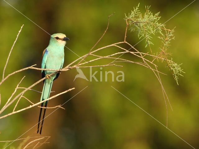 Sahelscharrelaar (Coracias abyssinica)