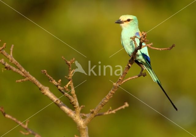 Sahelscharrelaar (Coracias abyssinica)