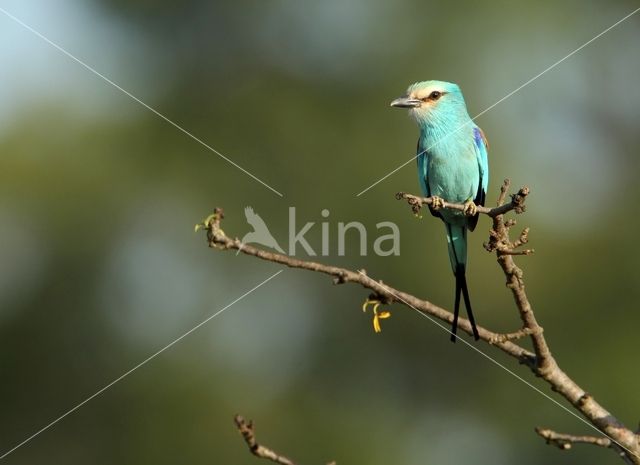 Sahelscharrelaar (Coracias abyssinica)