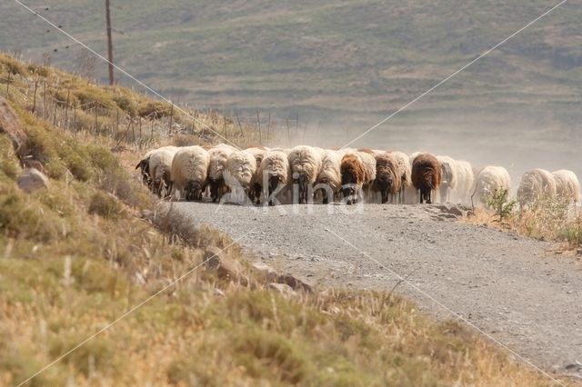 Schaap (Ovis domesticus)