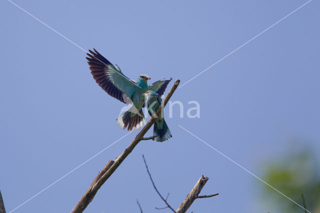 Scharrelaar (Coracias garrulus)