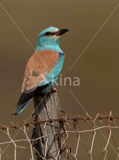 Scharrelaar (Coracias garrulus)