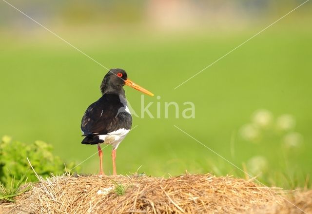 Oystercatcher (Haematopus ostralegus)