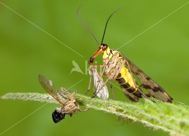 common scorpion fly (Panorpa communis)