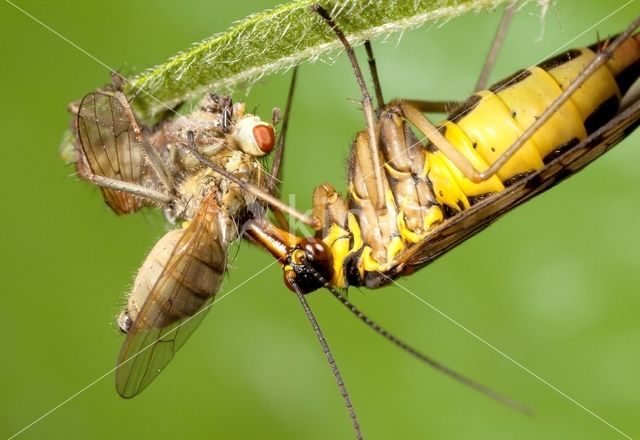 common scorpion fly (Panorpa communis)