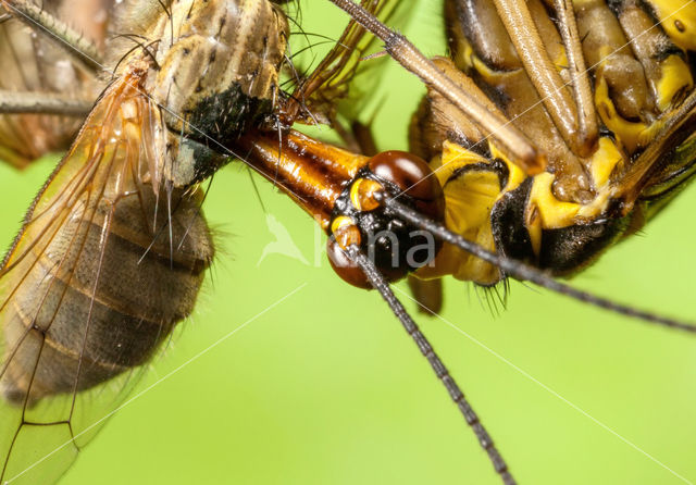common scorpion fly (Panorpa communis)