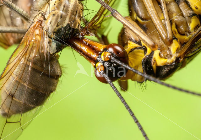 Schorpioenvlieg (Panorpa communis)