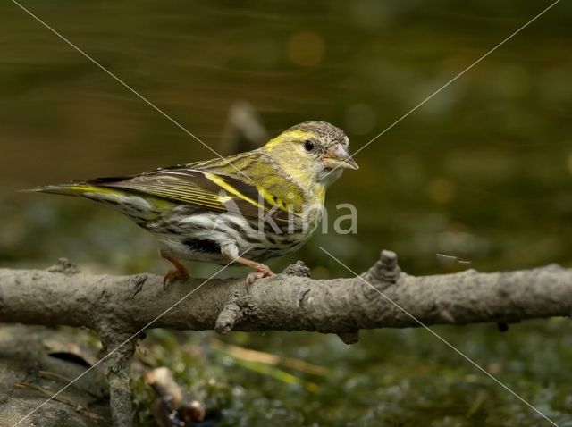 Eurasian Siskin (Carduelis spinus)
