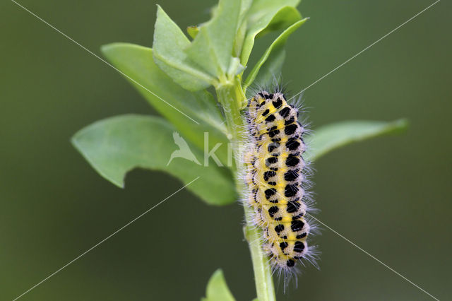 Sint-Jansvlinder (Zygaena filipendulae)