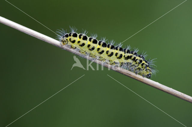 Sint-Jansvlinder (Zygaena filipendulae)