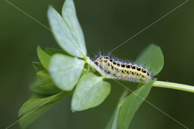 Sint-Jansvlinder (Zygaena filipendulae)