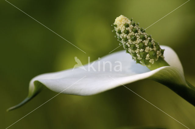 Slangenwortel (Calla palustris)