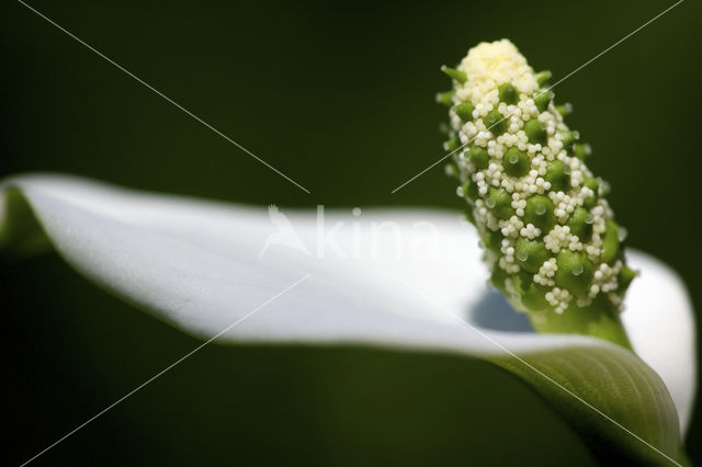 Slangenwortel (Calla palustris)