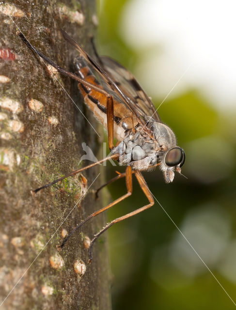 snipe fly