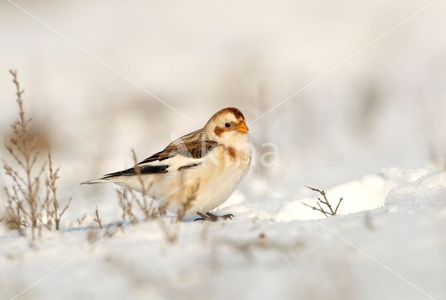 Snow Bunting (Plectrophenax nivalis)