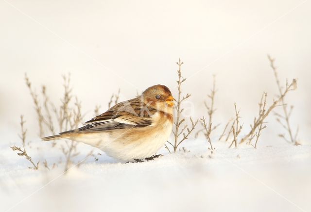 Snow Bunting (Plectrophenax nivalis)