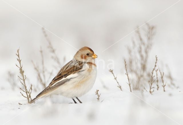 Snow Bunting (Plectrophenax nivalis)