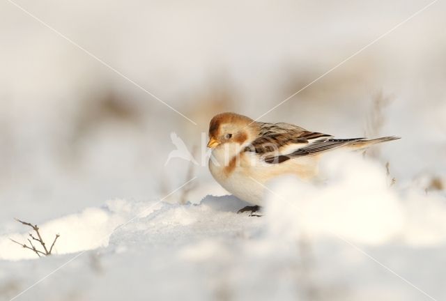 Sneeuwgors (Plectrophenax nivalis)