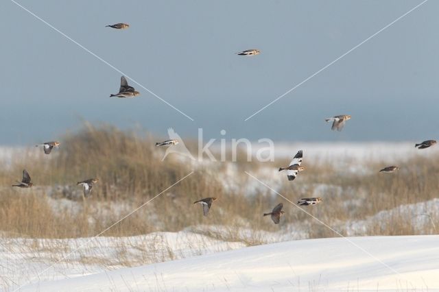 Snow Bunting (Plectrophenax nivalis)