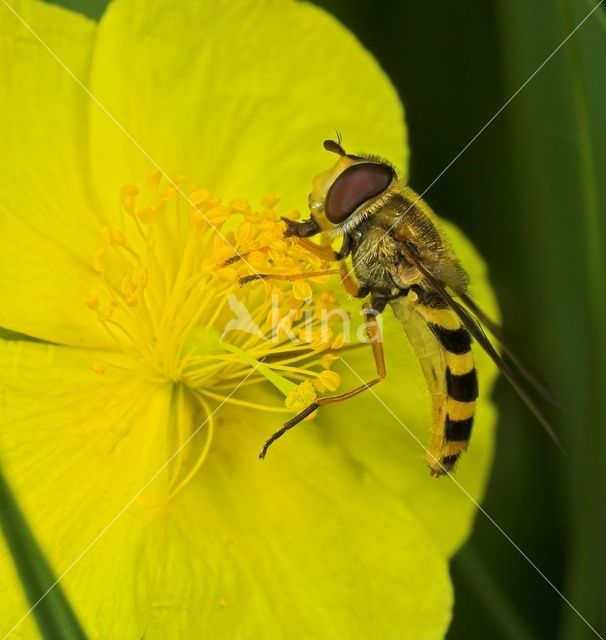 Marmelade Fly (Episyrphus balteatus)