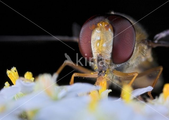 Marmelade Fly (Episyrphus balteatus)