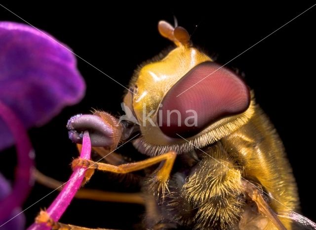 Marmelade Fly (Episyrphus balteatus)