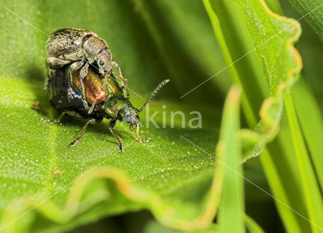 Weevil (Curculio spec.)