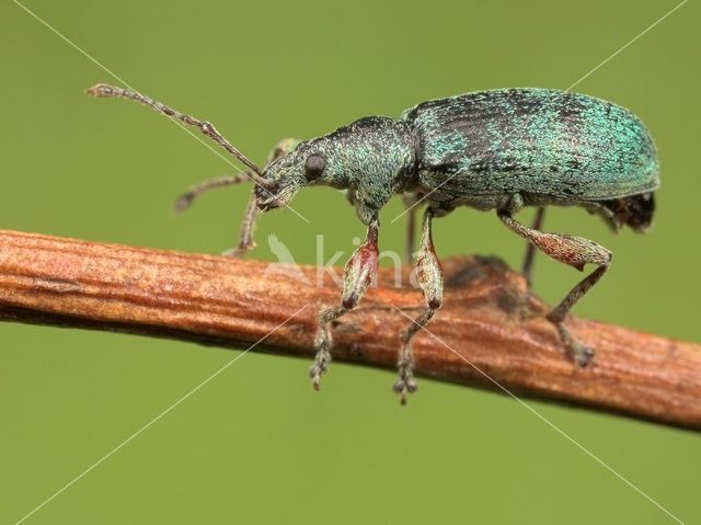 Snuitkever (Curculio spec.)