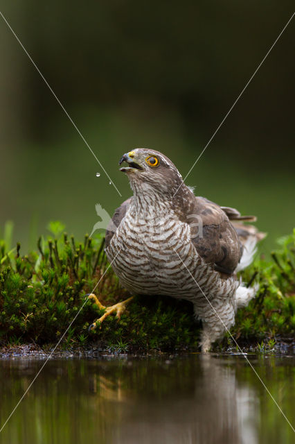 Sperwer (Accipiter nisus)