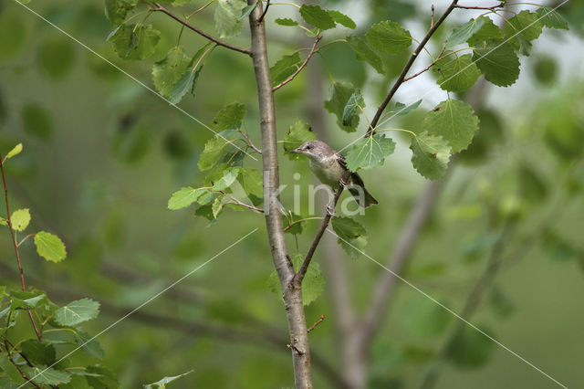 Sperwergrasmus (Sylvia nisoria)