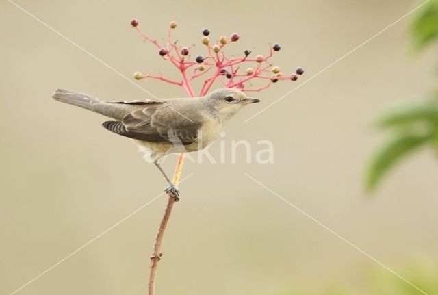 Barred Warbler (Sylvia nisoria)