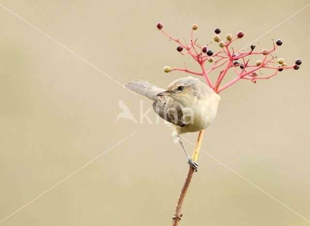 Barred Warbler (Sylvia nisoria)