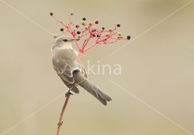 Barred Warbler (Sylvia nisoria)